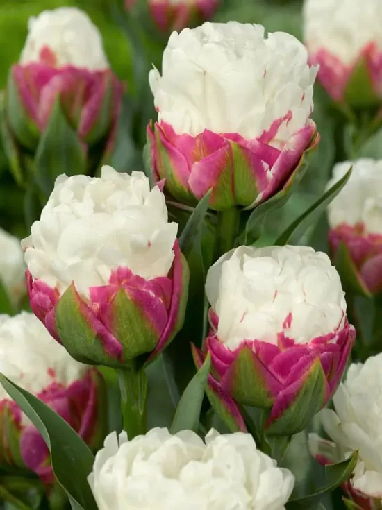 Tulp "Ice Cream"