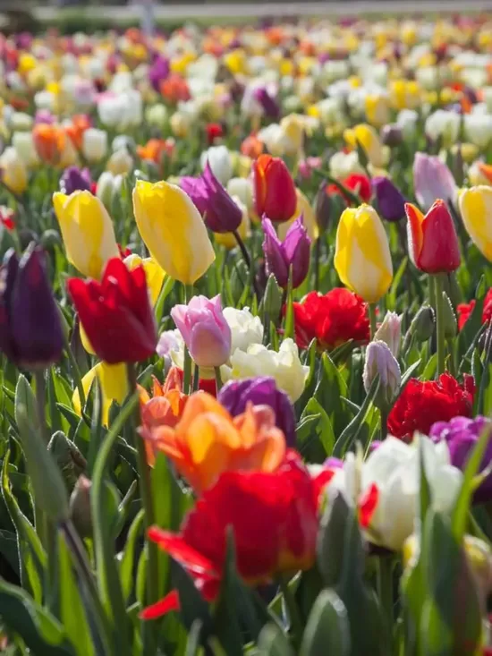 Tulp mix